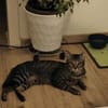 July sucht ein liebevolles Zuhause