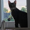 July sucht ein liebevolles Zuhause