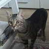 July sucht ein liebevolles Zuhause