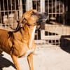 Sanfter Rüde ♥Amigo♥ erwartet dich schon in 74749 Rosenberg