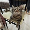 Amelie & Artie  ein liebevolles Dreamte