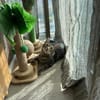 Amelie & Artie  ein liebevolles Dreamte
