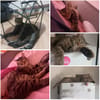 Amelie & Artie  ein liebevolles Dreamte