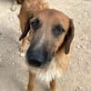 Sanfter ♥ Oscar ♥ wartet schon in 74749 Rosenberg