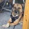 Vito - neues Zuhause gesucht!