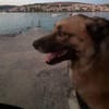 Vito - neues Zuhause gesucht!