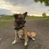 Vito - neues Zuhause gesucht!
