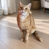 Artur Freundlicher Kater sucht harmonische Familie