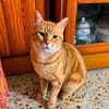 Artur Freundlicher Kater sucht harmonische Familie