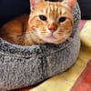 Artur Freundlicher Kater sucht harmonische Familie