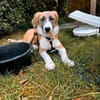 Kuma wartet in 61440 Oberursel auf dich.