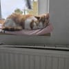 Mogli sucht sein Für-immer-Zuhause