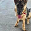 Bella - Schatz sucht Für-Immer-Familie