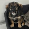 Toni - Körbchen zum Träumen gesucht