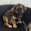 Toni - Körbchen zum Träumen gesucht