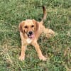 Milla - Körbchen zum Träumen gesucht