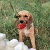 Milla - Körbchen zum Träumen gesucht