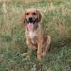 Milla - Körbchen zum Träumen gesucht