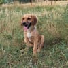 Milla - Körbchen zum Träumen gesucht