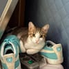 Katze Sara sucht ein Zuhause