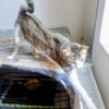Katze Sara sucht ein Zuhause