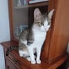 Katze Sara sucht ein Zuhause