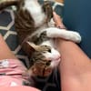Katze Sara sucht ein Zuhause
