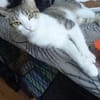 Katze Sara sucht ein Zuhause