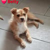 Betty - eine süße Hundedame