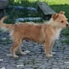 Betty - eine süße Hundedame