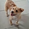 Betty - eine süße Hundedame