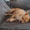 Betty - eine süße Hundedame