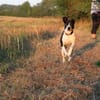 Jack - kleiner Pirat auf vier Pfoten