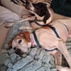 Lola sucht ein Zuhause
