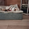Lola sucht ein Zuhause