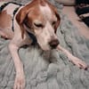 Lola sucht ein Zuhause