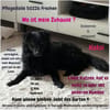 Koksi sucht seine Menschen🐾
