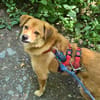 Eyla, älteres Mädchen sucht ein Zuhause