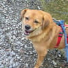 Eyla, älteres Mädchen sucht ein Zuhause