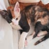 Choupette (réservée)