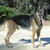 APOLO (Union Animal)