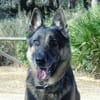 APOLO (Union Animal)