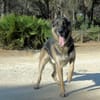 APOLO (Union Animal)