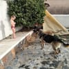 APOLO (Union Animal)