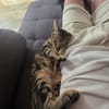 floki