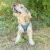 Benji ein cairn Terrier Mix