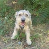 Benji ein cairn Terrier Mix