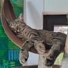 Kuschelkater Timo