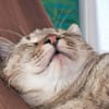 Kuschelkater Timo