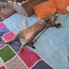 Kuschelkater Timo